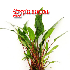 Cryptocoryne lutea